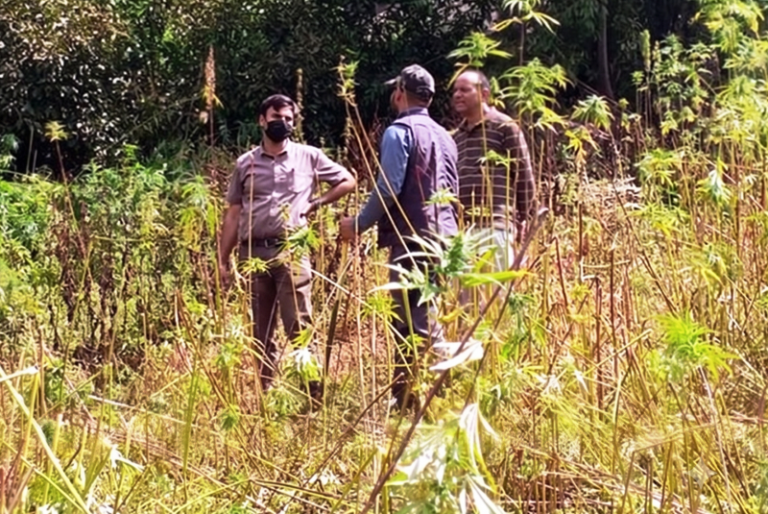 Kullu News Malana Cannabis Destruction