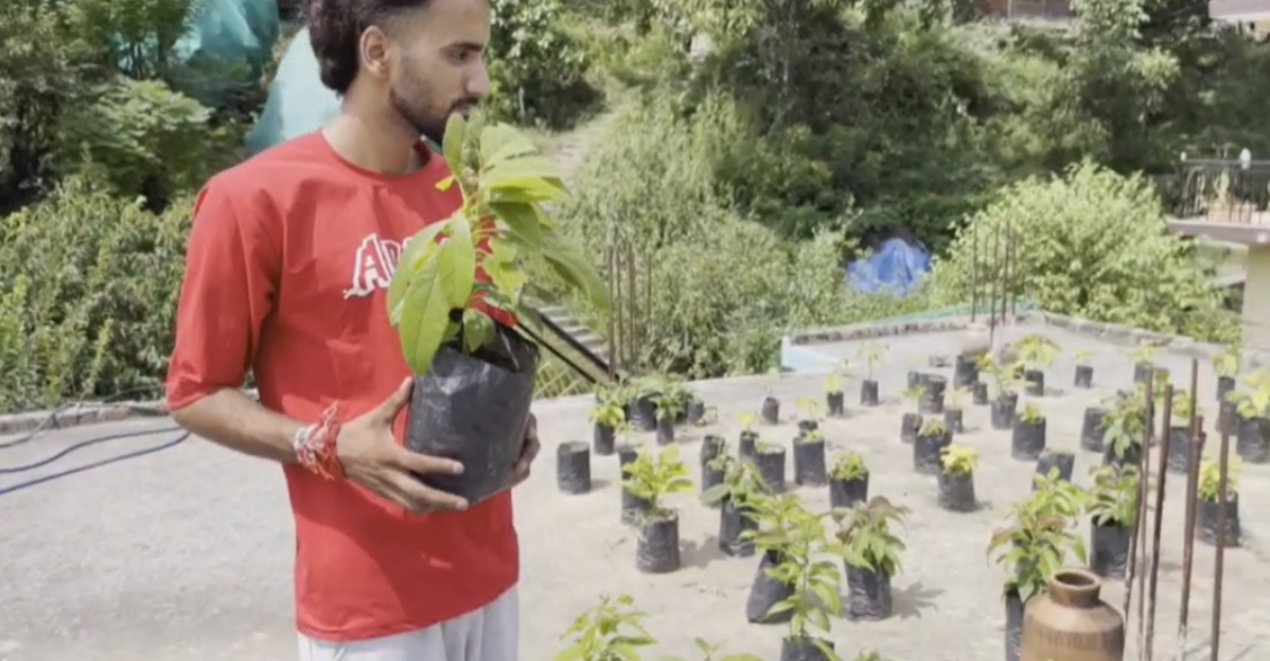Kullu News Avocado Farming Success Story Ayush Thakur