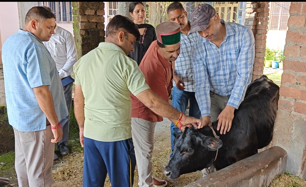 Himachal News Shahpur Cattle Lumpy Virus