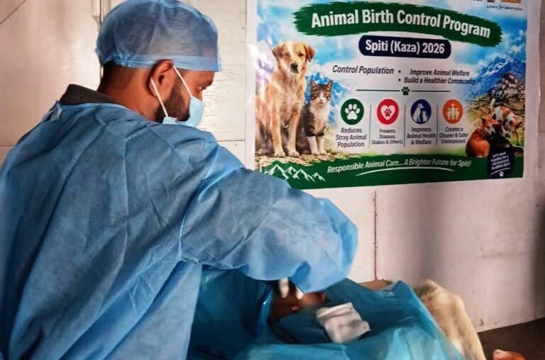 Spiti News: स्पीति के बर्फीले पहाड़ों में आवारा कुत्तों की नसबंदी का महा-अभियान, 165 डॉग्स की सर्जरी और एंटी-रेबीज टीकाकरण पूरा